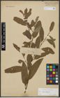 Foto von Salix alba L. x Salix fragilis L.